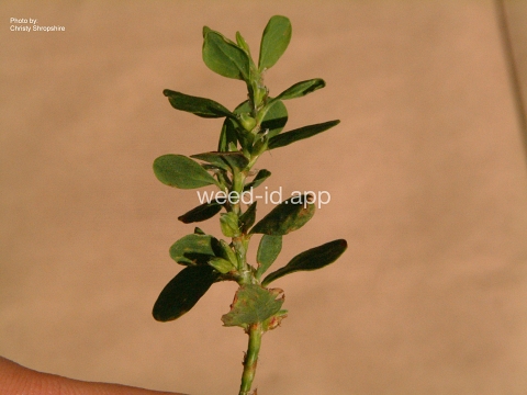 knotweed, striate
